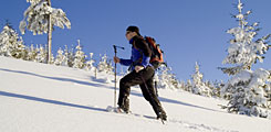 Bayerischer Wald